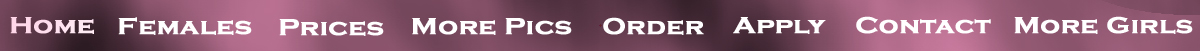Menu Bar